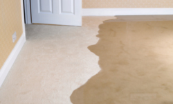 How to Protect Your Carpets aRugs from Water Damages
